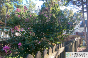 are crepe myrtles poisonous to dogs
